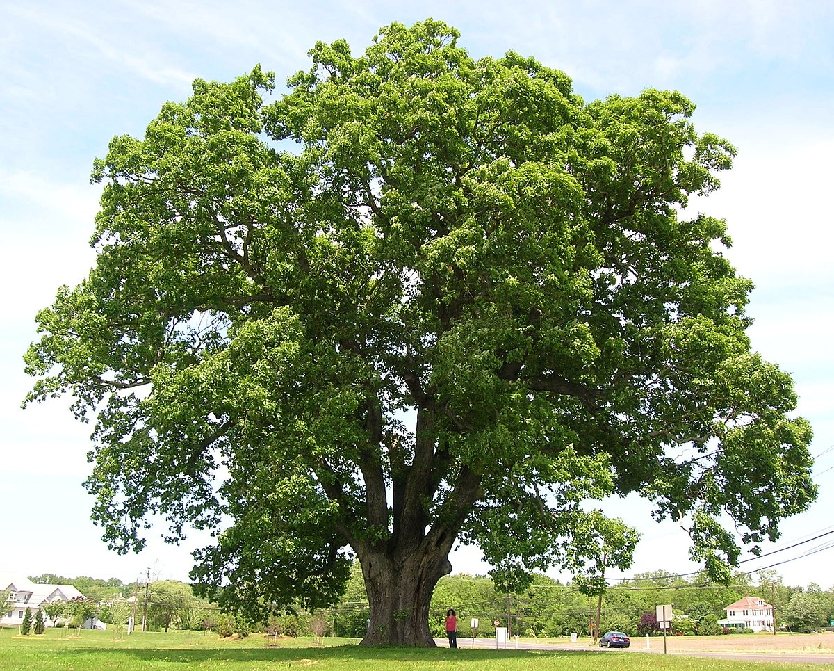 「森の王」 オーク(Oak)は重厚な質感の木材。特徴と魅力、おすすめ家具のご紹介。
