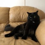 ソファと猫