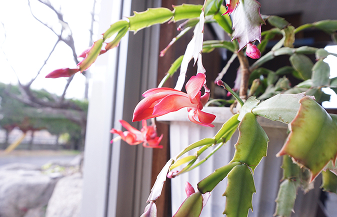 花 サボテン 観葉植物 玄関