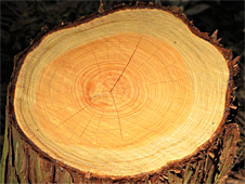 檜の切断面と年輪