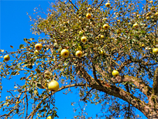 ペアー(洋梨)の木と果実