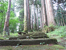 立派な秋田杉の木々